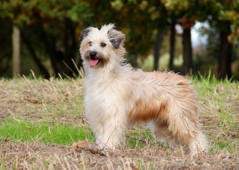 Mendi de ours dorés