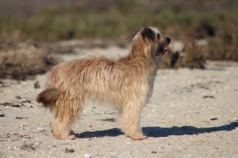 Luze de la roche au blaireau