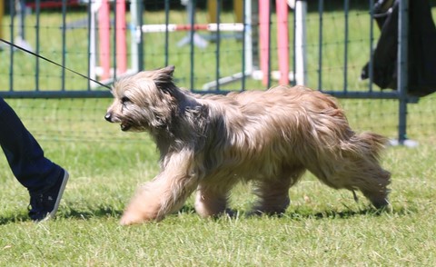 Berger des pyrennes aux allures